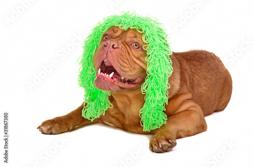 Fototapeta Naklejka Na Ścianę i Meble -  Cute dog wearing funny green wig isolated