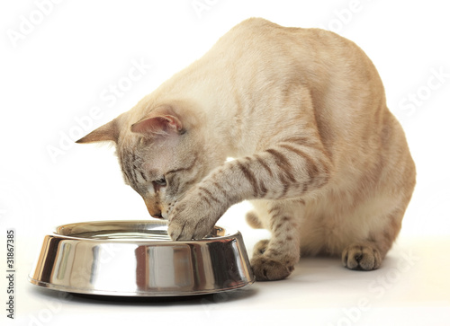 Cat washes feet in water. photo