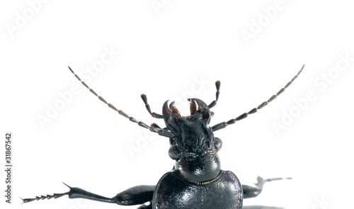 Tableau sur toile Beetle