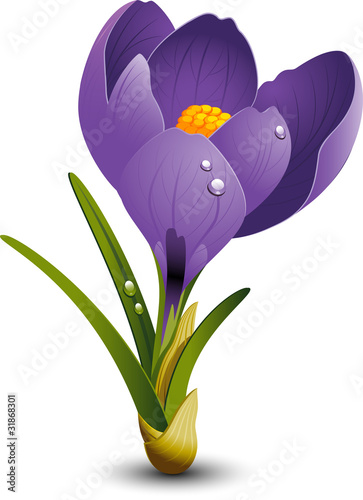 Crocus