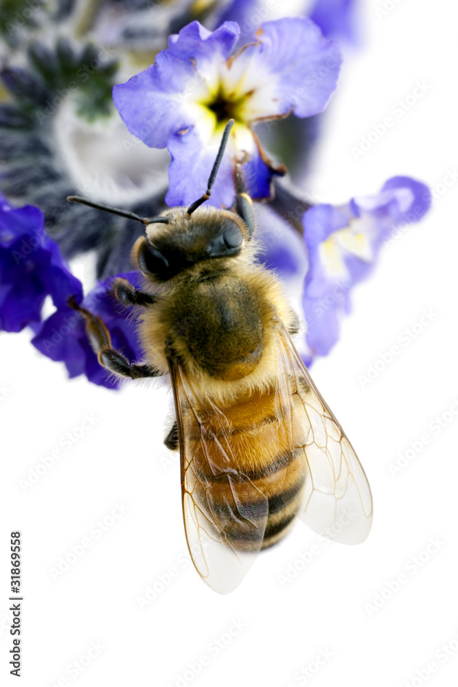 Bee, Apis mellifera, European or Western honey bee feeding on he - obrazy, fototapety, plakaty 