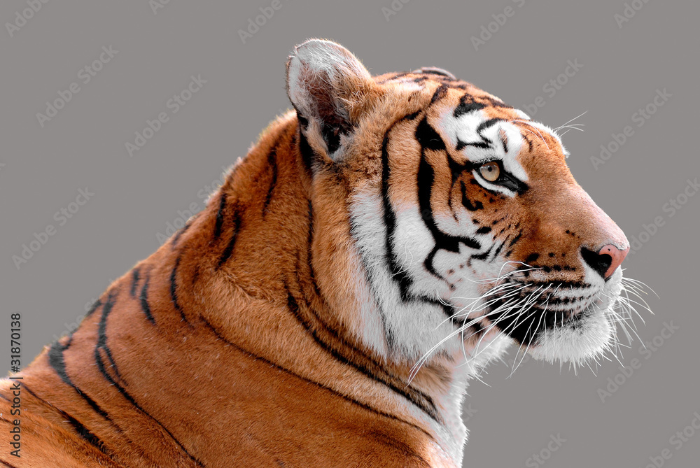 Naklejka premium Portret profil tygrysa na białym tle na szarym tle