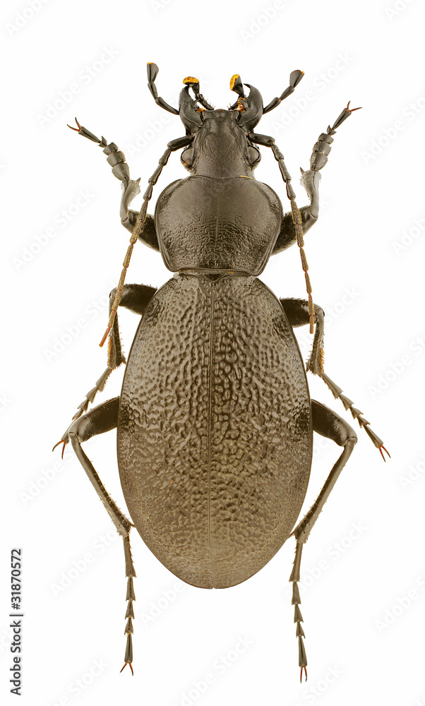Carabus coriaceus Carabus coriaceus