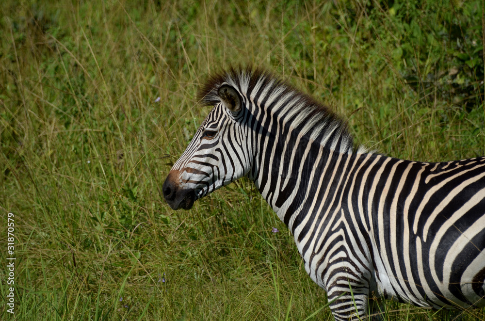 zebra