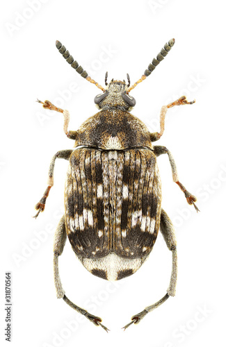 Bruchus pisorum photo