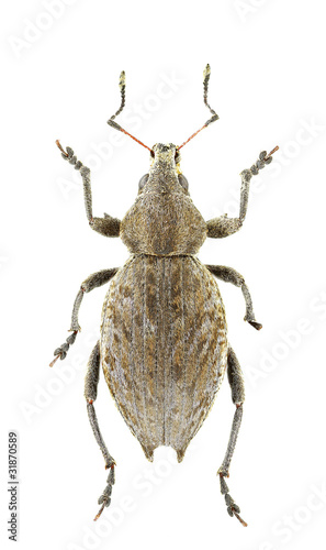 Elytrodon bidentatus photo