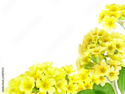 Photography frame from primroses