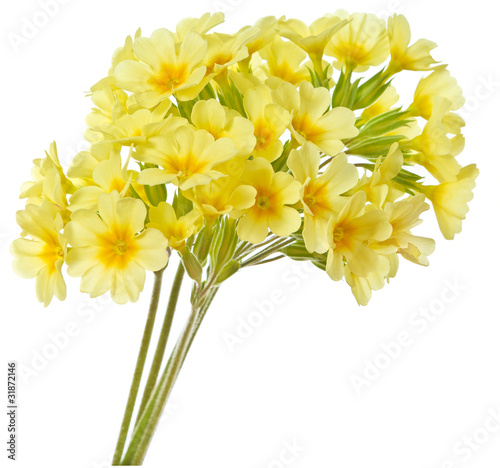 Fototapeta primrose flower