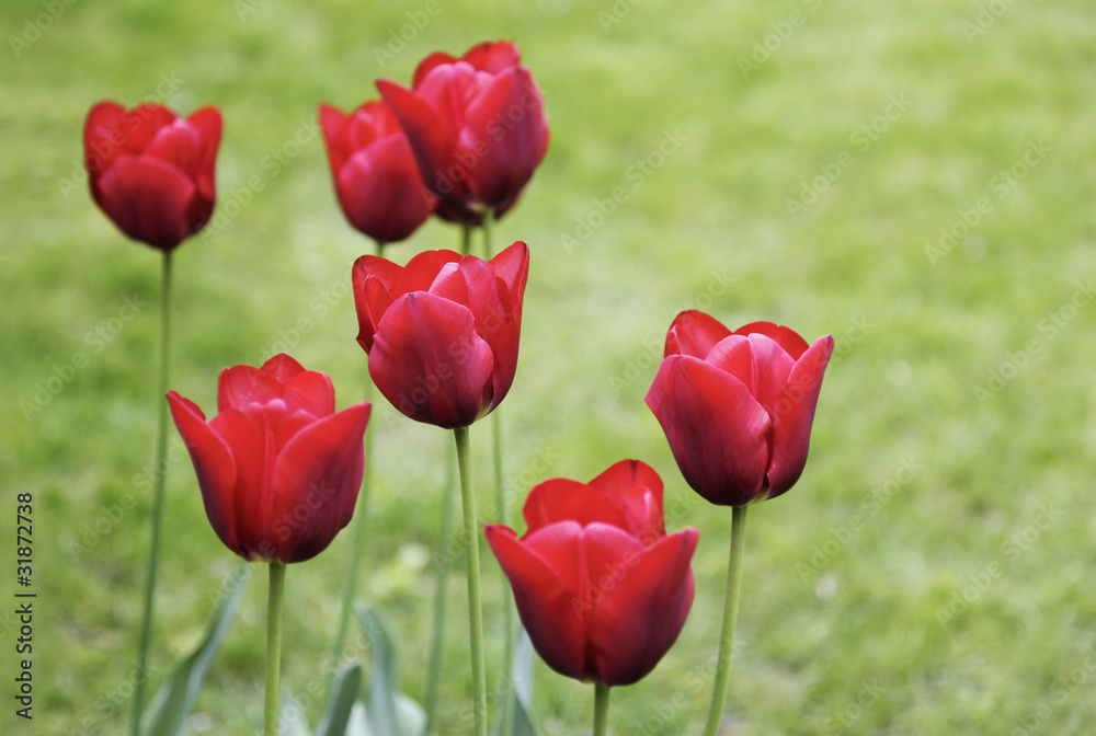 Obraz premium tulpen rot
