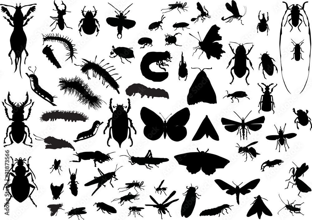 Fototapeta premium many different isolated insects