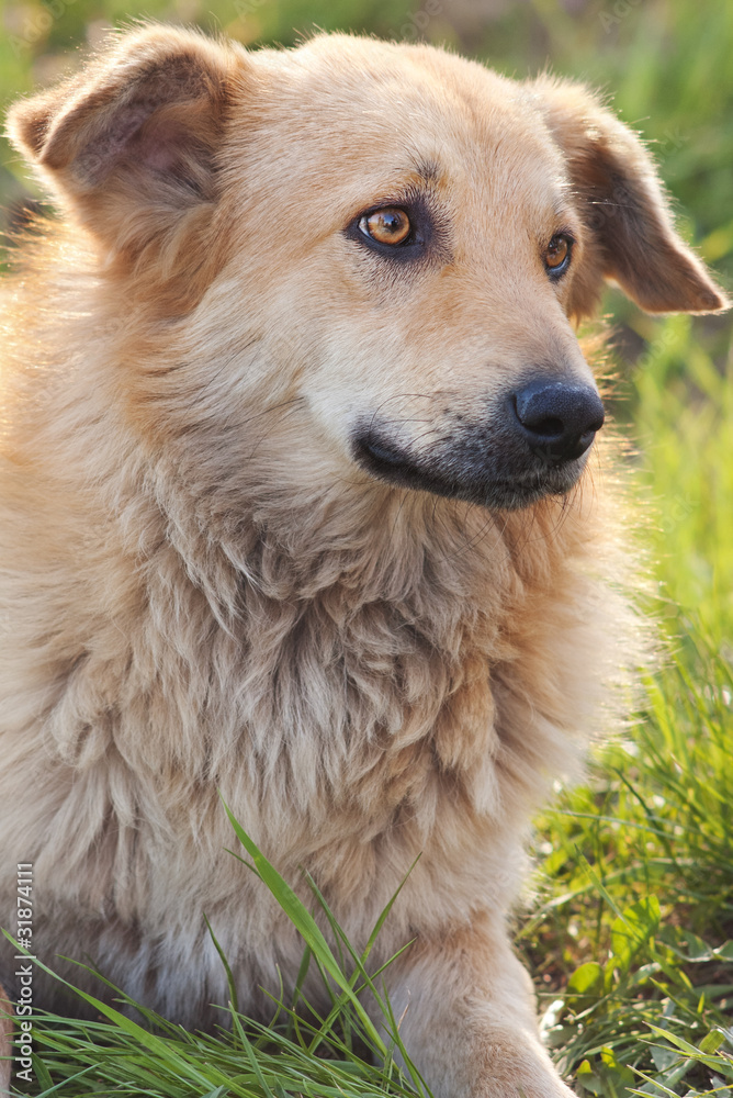 Sad mongrel dog on green grass looking sideways Sad mongrel dog on green grass looking sideways