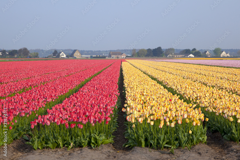 Dutch tulipfields in springtime