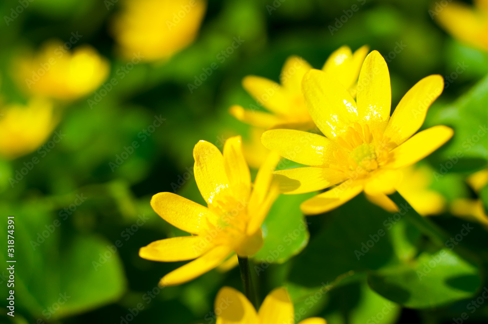 Macro image of fresh yellow flowers Macro image of fresh yellow flowers