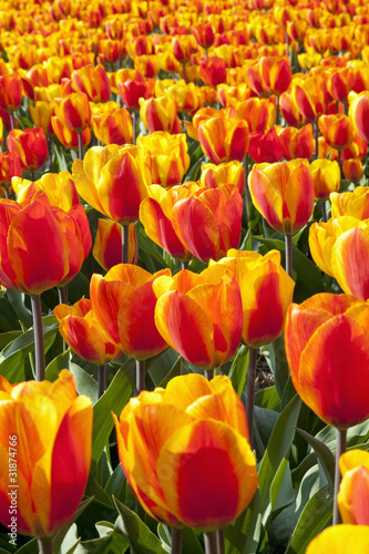 Dutch tulipfields in springtime photo