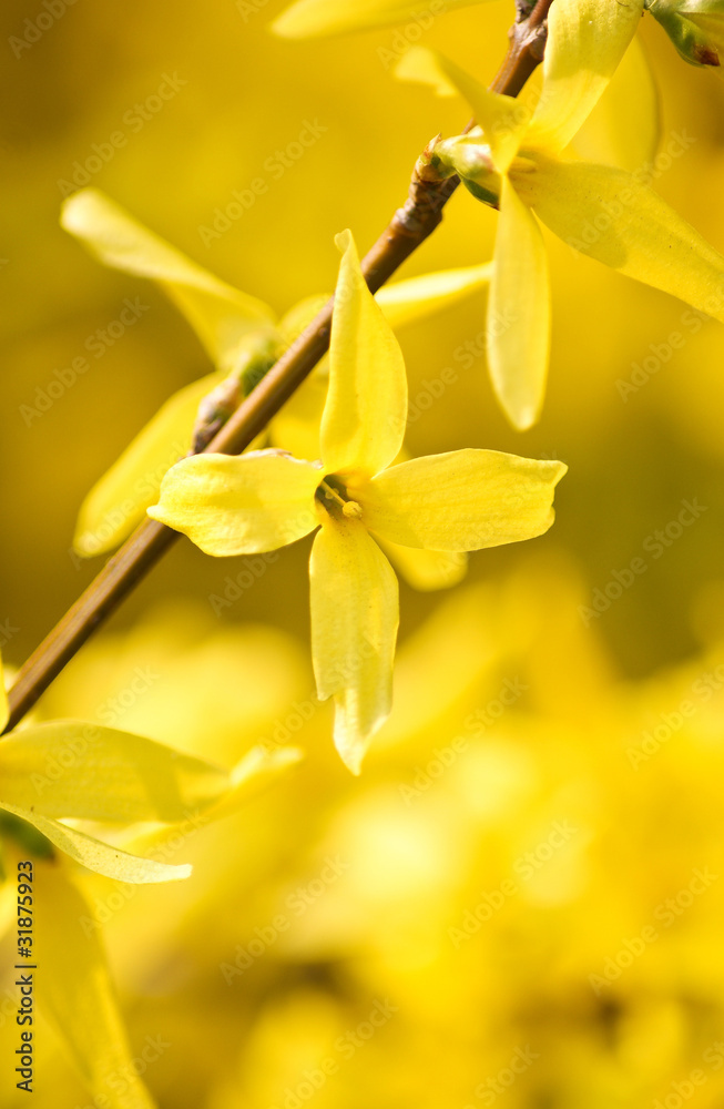 Obraz premium yellow flowers