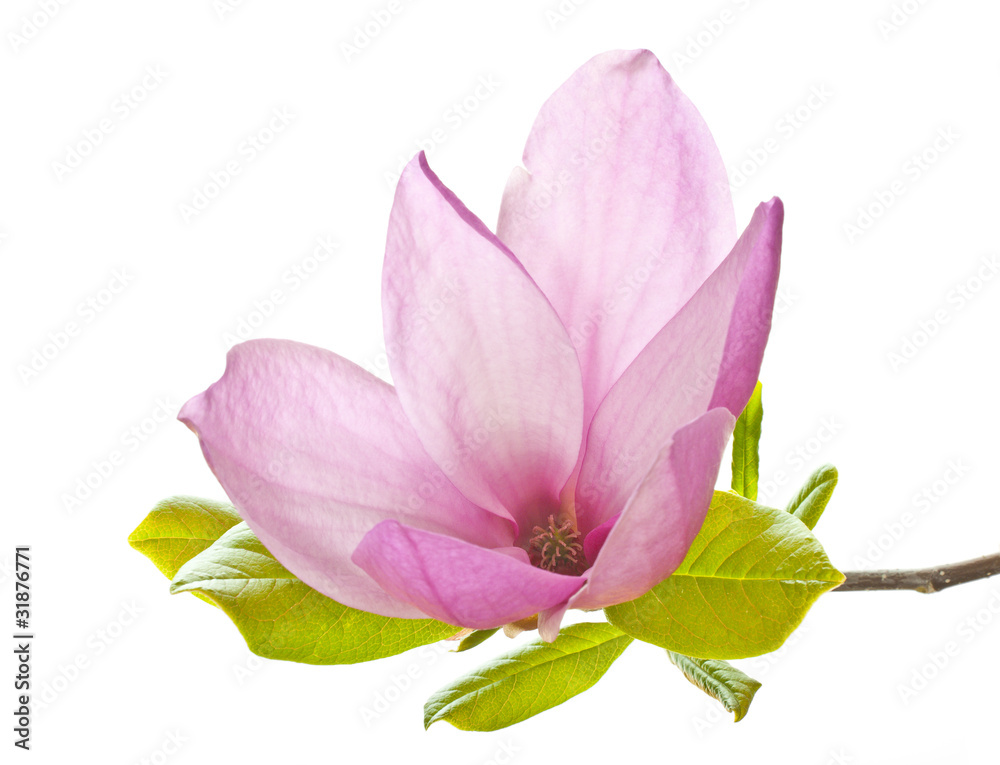 Fototapeta premium pink magnolia
