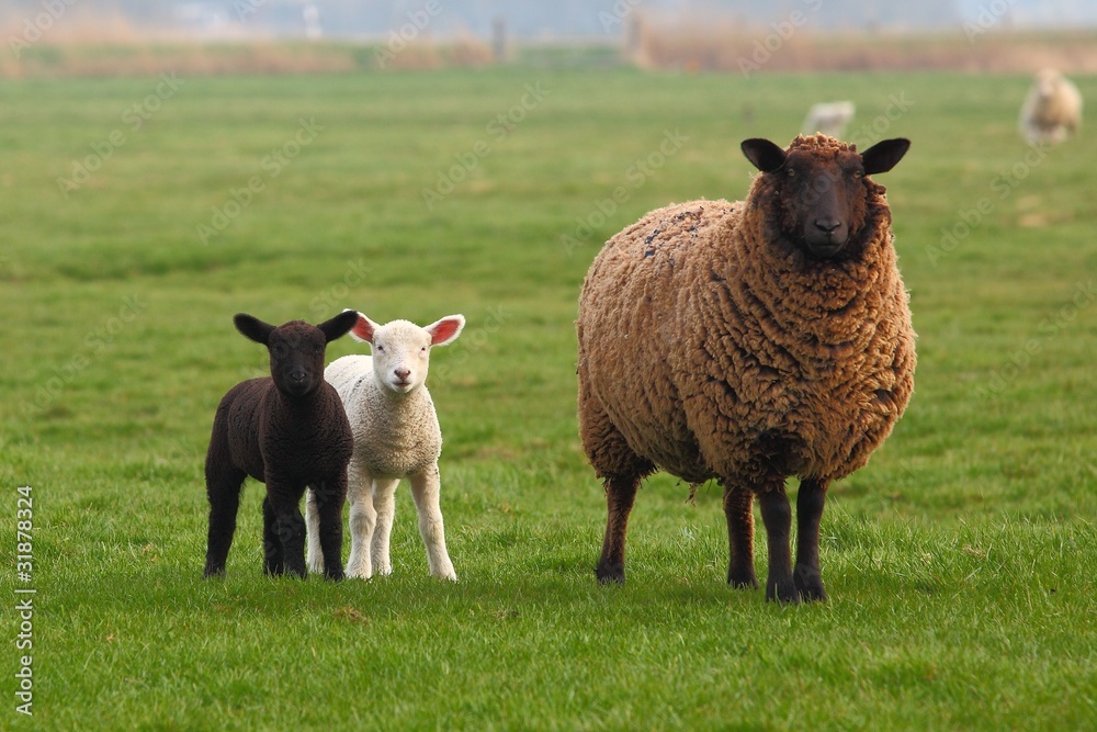 Ein Schaf und ein weißes und schwarzes Lamm StockFoto Adobe Stock Ein Schaf und ein weißes und schwarzes Lamm StockFoto Adobe Stock