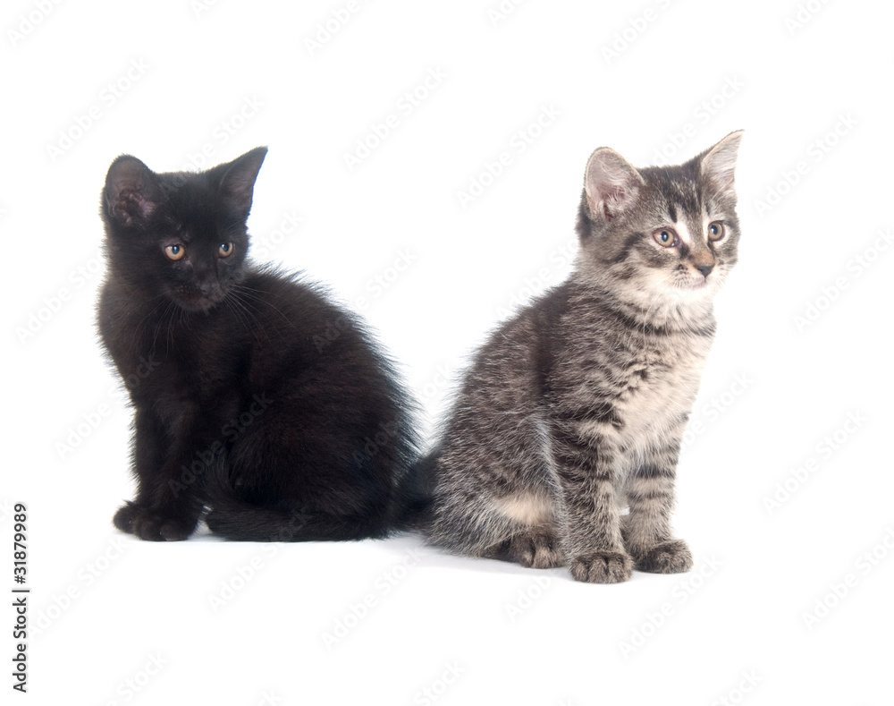 Two cute kittens on white