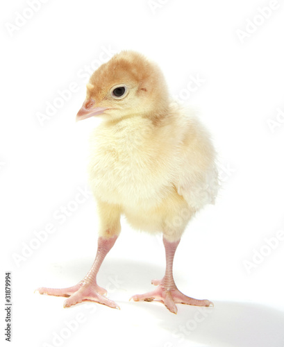 Young turkey on white background