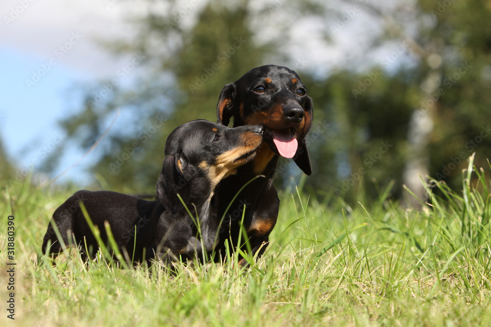 chiot teckel embrassant sa maman chiot teckel embrassant sa maman