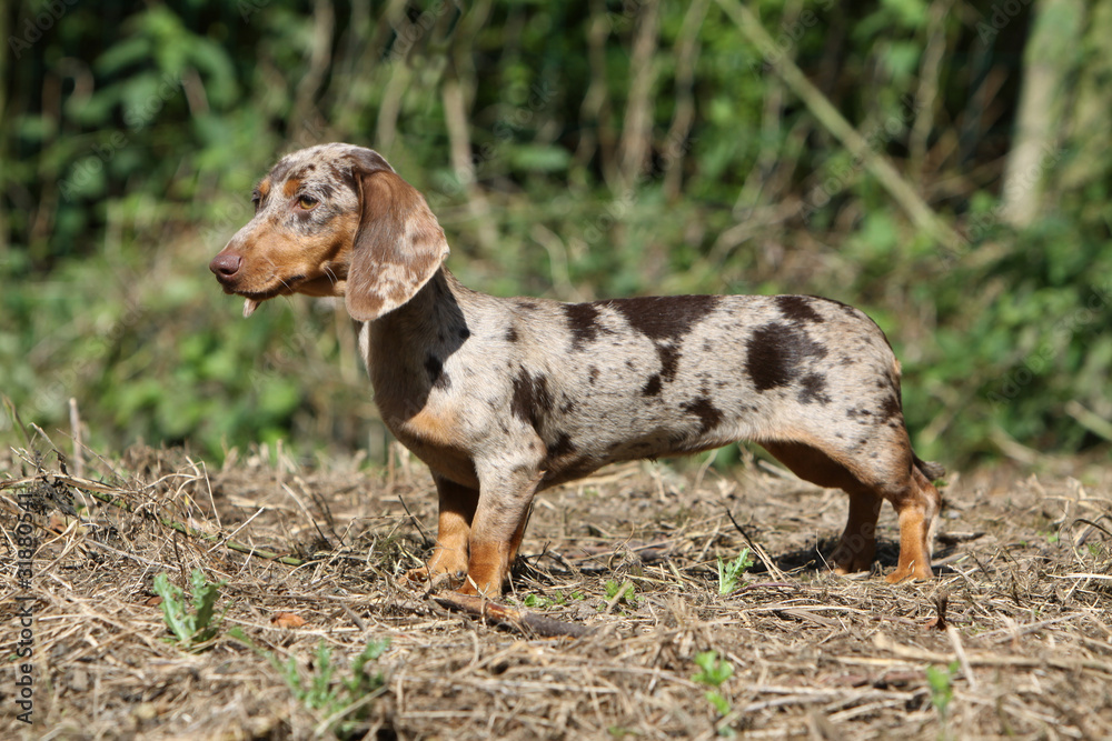 teckel arlequin de profil StockFoto Adobe Stock