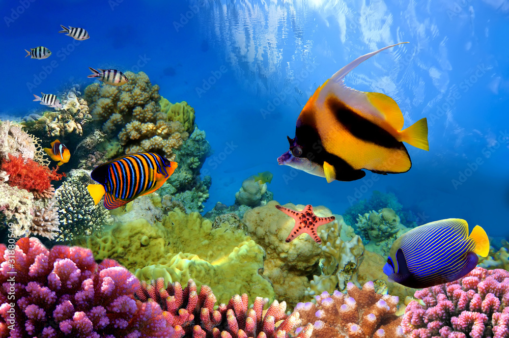 Obraz premium Marine life on the coral reef