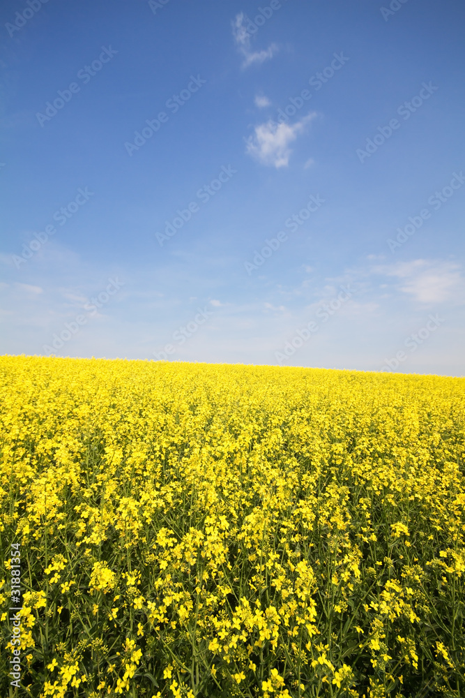 Blühendes Rapsfeld im Frühjahr