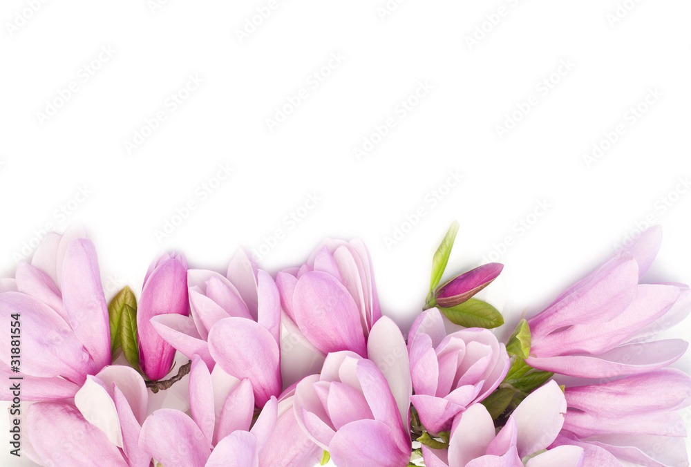 Obraz premium Border of fresh pink magnolia flowers