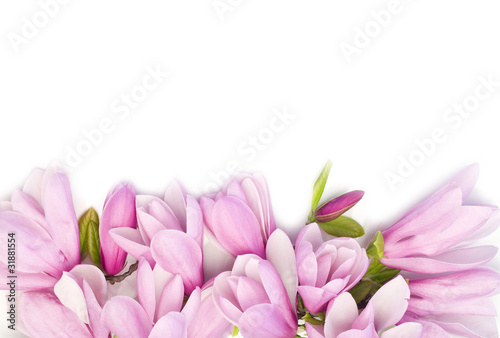 Fototapeta Naklejka Na Ścianę i Meble -  Border of fresh pink magnolia flowers