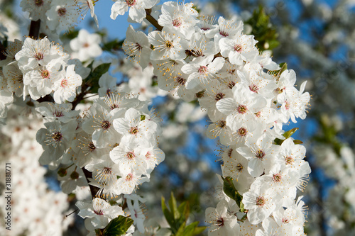 Cherry blossom