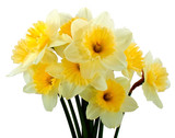 Bunch of narcissus