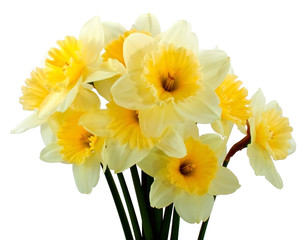 Foto auf Acrylglas Narzisse Bunch of narcissus  © Mexrix