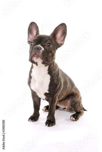 Französische Bulldogge