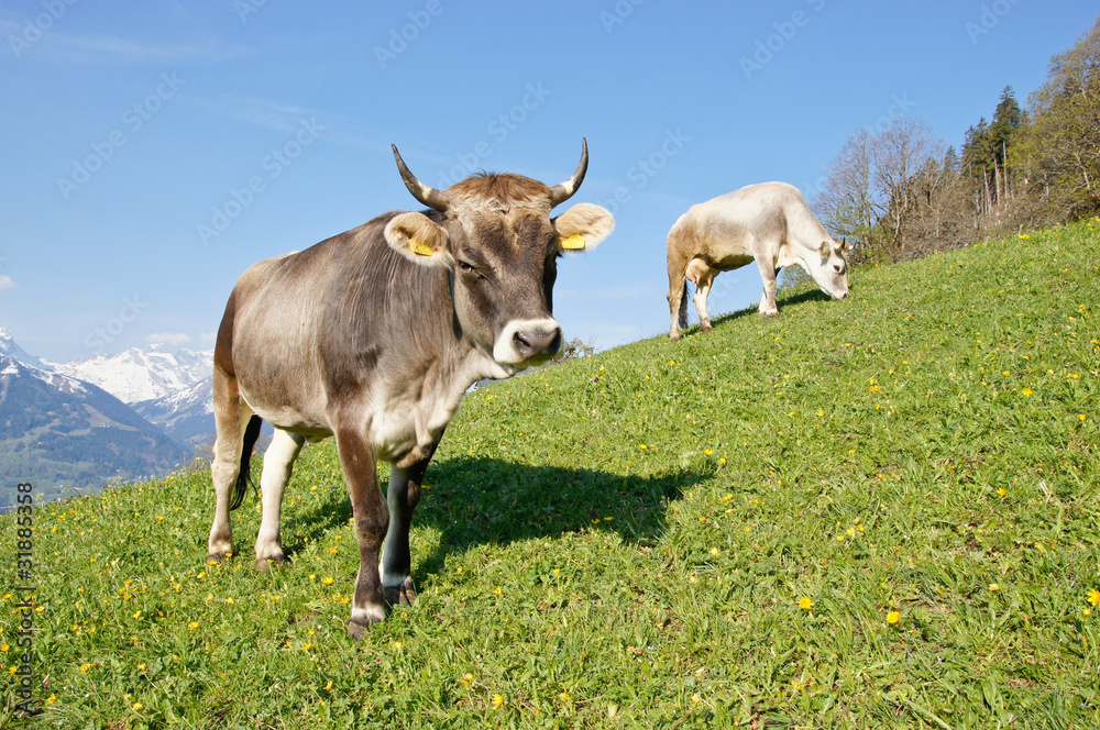 Glückliche Kühe StockFoto Adobe Stock