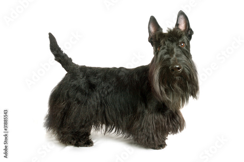 Foto Scottish terrier