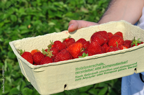 Erdbeerfeld - Schale mit Erdbeeren