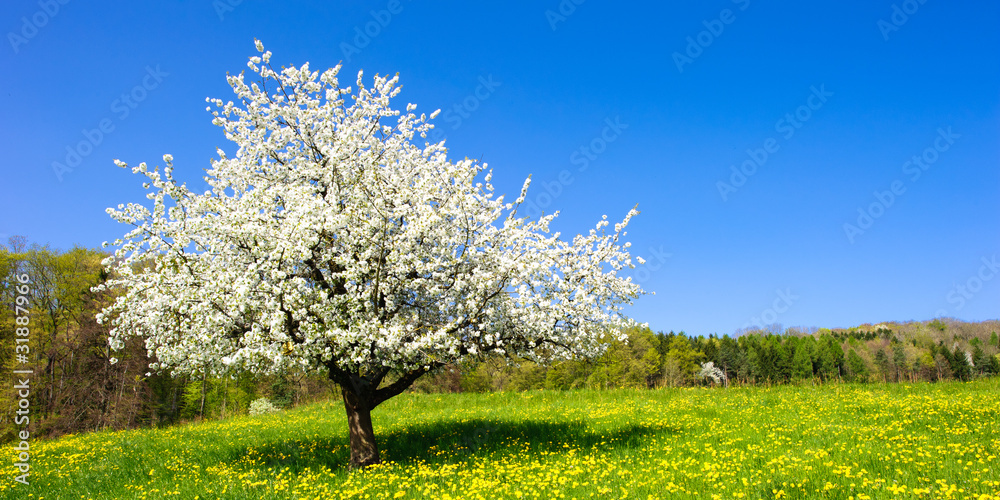 Obraz premium Single blossoming tree in spring on rural meadow