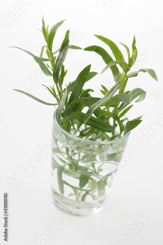 branches d'estragon dans un verre