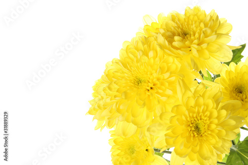 Yellow chrysanthemums