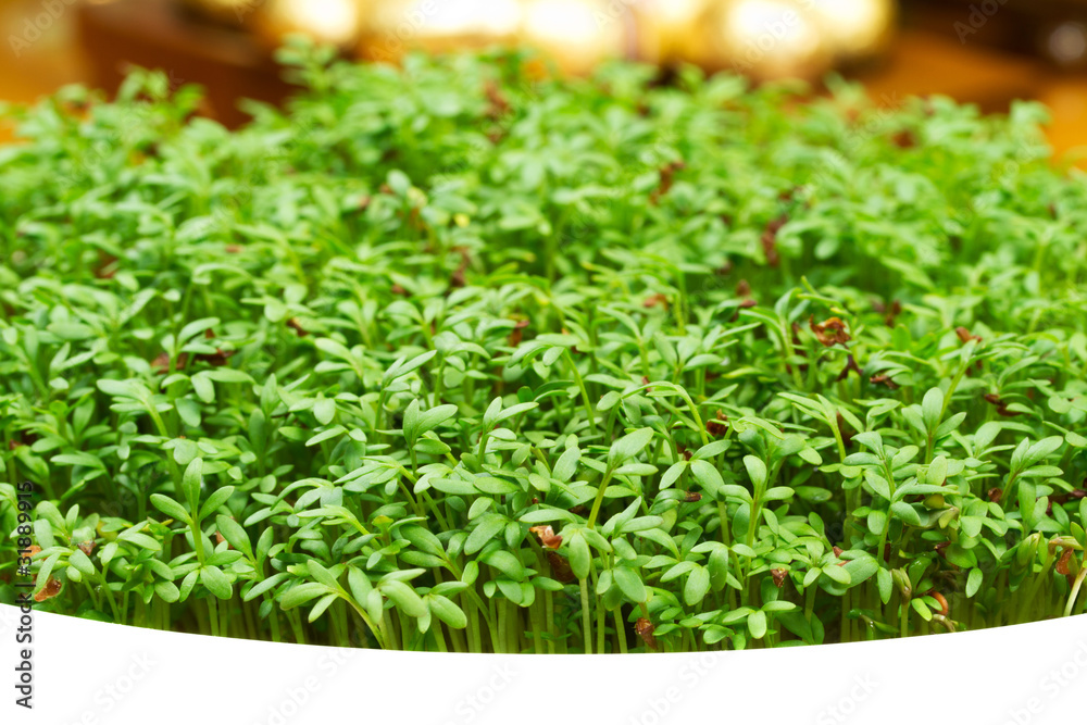 Easter garden cress Easter garden cress
