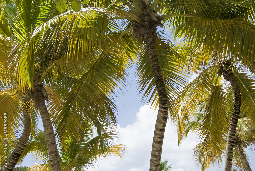 Fototapeta premium Palms