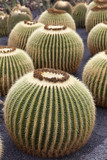 Kaktusgarten, Jardin de Cactus auf Lanzarote