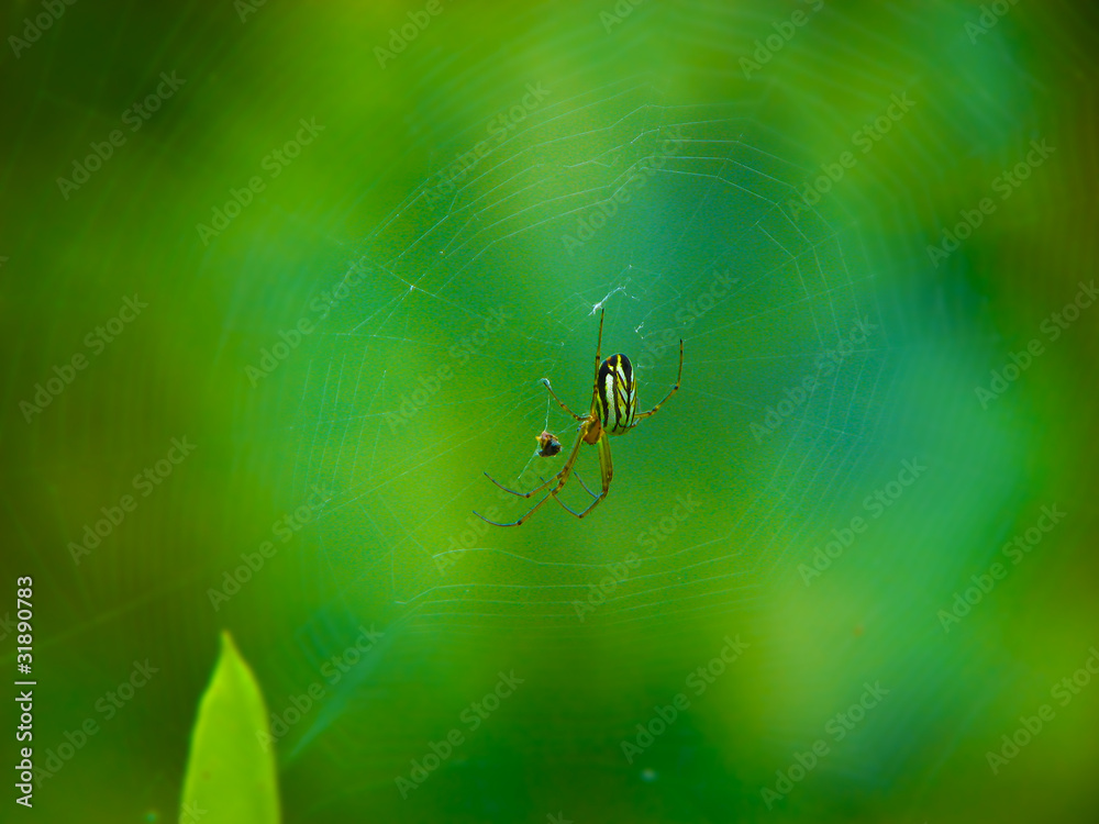 Araña en telaraña Stock Photo | Adobe Stock