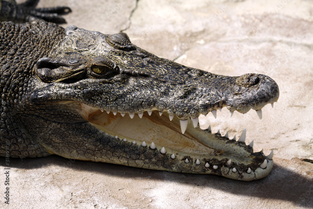 Fototapeta premium Australian Saltwater Crocodile