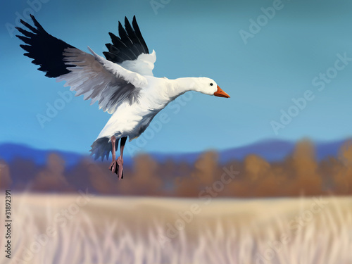 digital painting of a white snow goose in flight