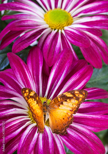 Vagrans egista macromalayana Butterfly photo