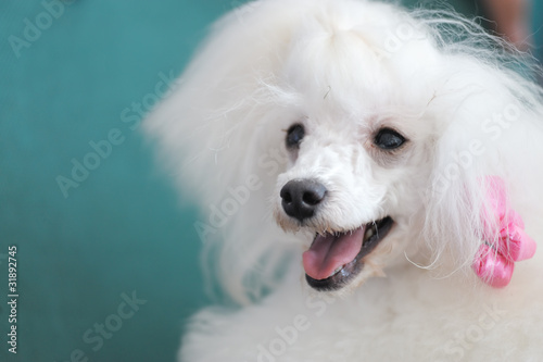 фотографія Toy poodle dog