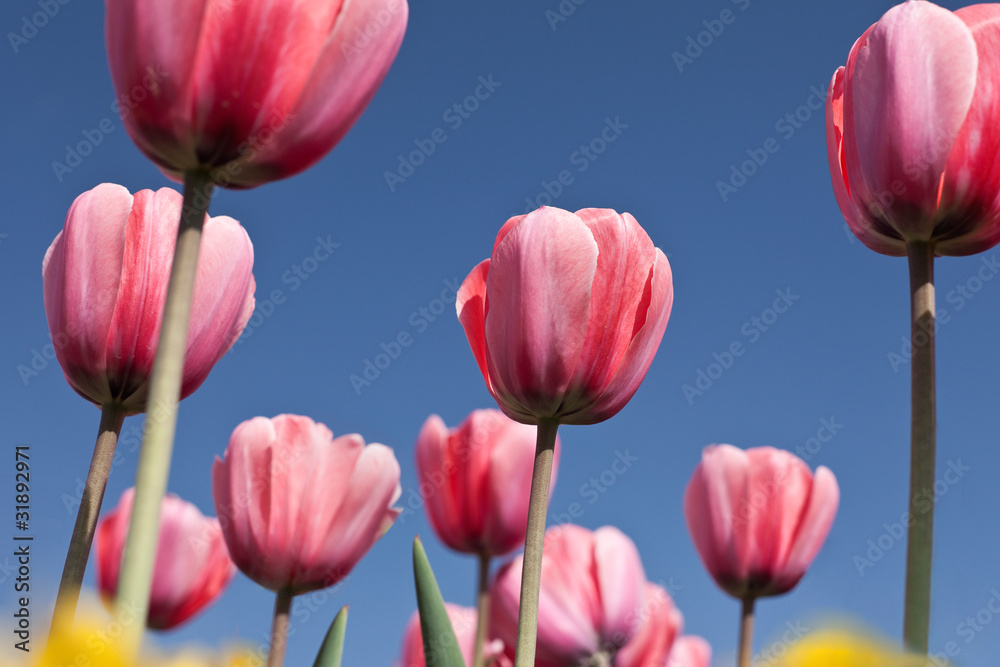 Field of red tulips with a blue sky Field of red tulips with a blue sky