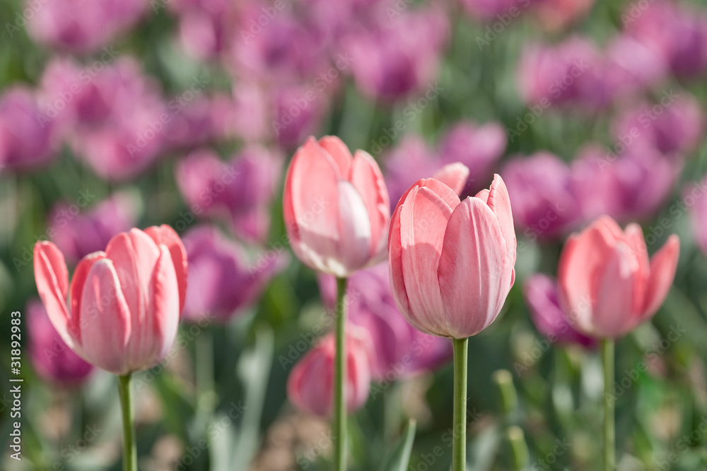 Pink tuips with a smoothly blurred background Pink tuips with a smoothly blurred background