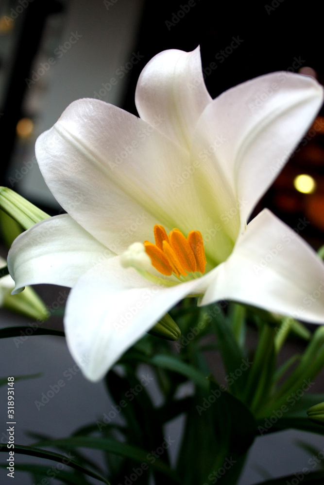 Fototapeta premium White Lily in the city